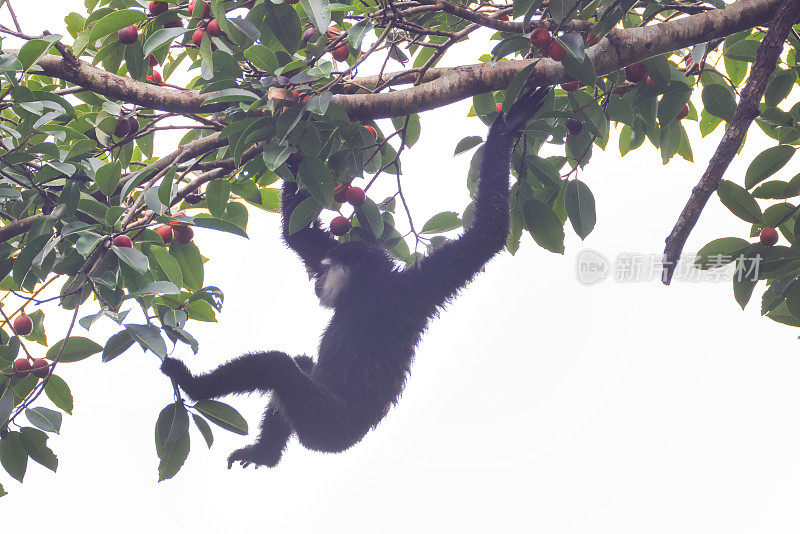 动物:成年敏捷长臂猿(Hylobates agillis)，又名黑手长臂猿。